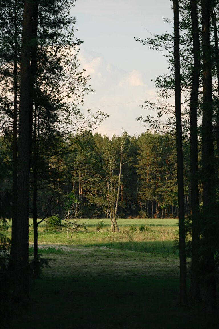 Ostoja Borucza, obiekt na wyłączność w lesie pod Warszawą
